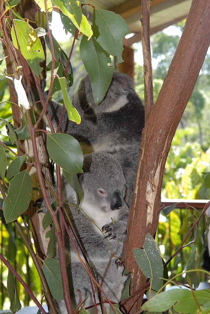 0740 Kuranda Koala Gardens.jpg